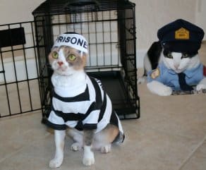cat at prision 2