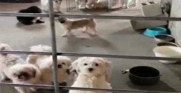 דלית אל כרמל: השוטרים חיפשו שב"חים, ומצאו גורי כלבים שנכלאו בתנאים קשים