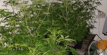 12 עצורים על גידול מריחואנה במעבדות בחיפה, בקריות ובית שאן