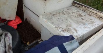 גנבו ונעקצו: צעירים מטייבה גנבו כוורות והותקפו על ידי דבורים