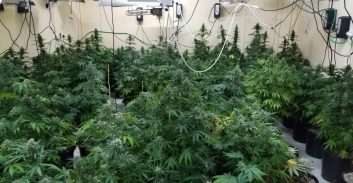 שני חשודים בגידול 267 שתילי מריחואנה ביישוב שקד בצפון השומרון