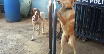 כלבים פצועים ומוזנחים נמצאו ברכב בכביש 6