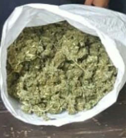 חיפוש על סמך חוש הריח. מריחואנה (אילוסטרציה)