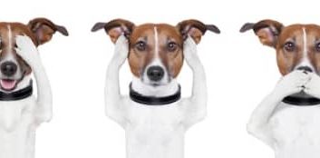 שילוב כלבים בפנימיות לטיפול בנוער בסיכון