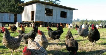 קשר את אשתו לטרקטורון, ונידון למאסר על תנאי