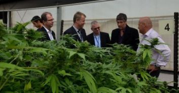 מעצרים ראשונים בשוד הקנאביס הגדול