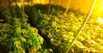 עפולה: נאשם בגידול 40 קילו קנאביס בביתו שוחרר באיזוק אלקטרוני