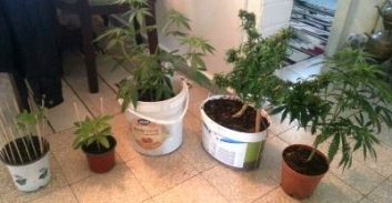 חשד: גידל גראס בביתו באשדוד