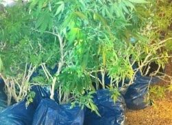 אישום: גידלו 800 שתילי קנבוס במחסן בכפר קאסם