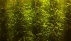 סטארט-אפ בלי הפי-אנד