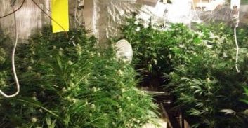 המשטרה נגד הטרנד החדש: גידול מריחואנה בווילות של ראשון לציון