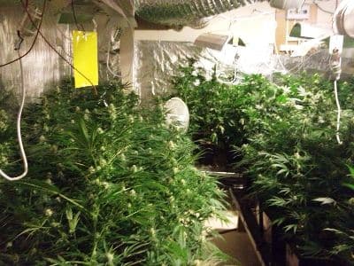 grass nes ziyona 13-11-13 - 400