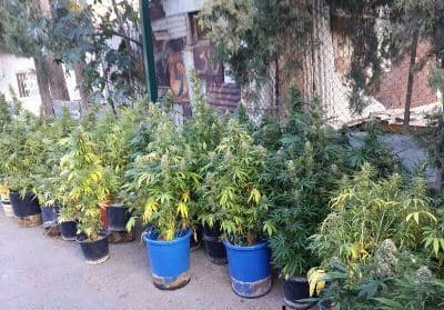 grass tirat carmel 4-7-14