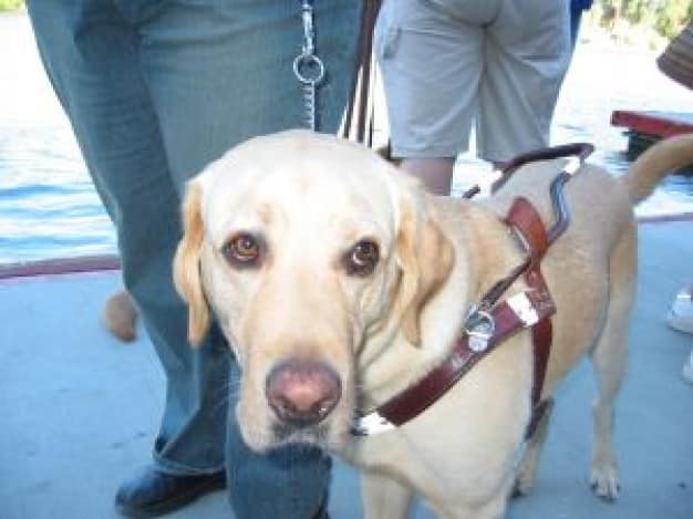 guide dog freepik