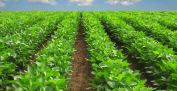 כפר טרומן: סוף המרכז המסחרי של יצחק קלקודה