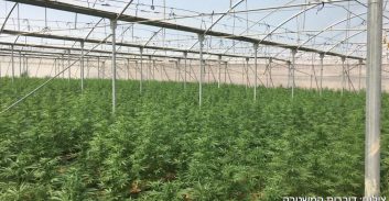 כ-5,000 שתילי מריחואנה ליד יריחו