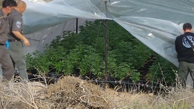 hamama marichuana negev1