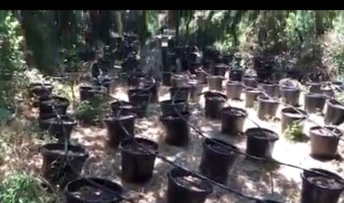 hamama narihuana even menahem