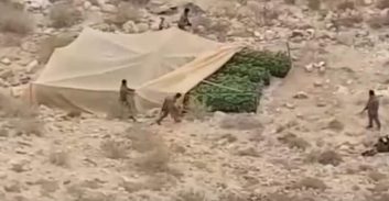 צפו: 1,000 שתילי מריחואנה בשטחי אש בנגב