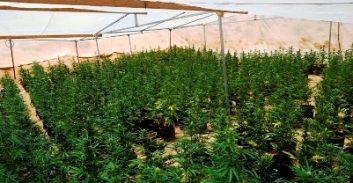 צפו בסרטון: 12 חממות מריחואנה אותרו בשטחי אש בדרום