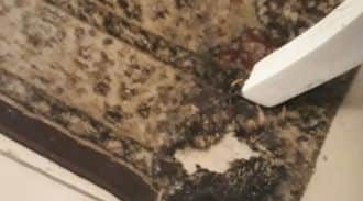 מבצע סרק של בלשי מחוז חוף על בית משפחת חמדון