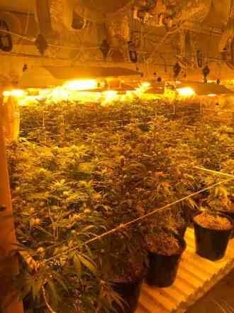 hangar marihuana cfar kasem1