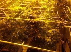 מעבדת הידרו בדירה שכורה במרכז הכרמל