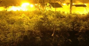 מעבדת הידרו אותרה בדירה בכפ"ס