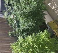 חשד: גידל מריחואנה בהוסטל בו עבד