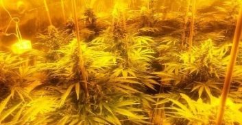 10 שנות מאסר על הריגת מגדל המריחואנה