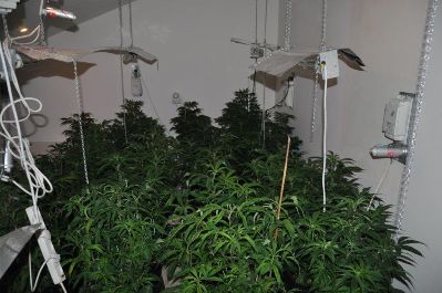 hidro marichuana moshav