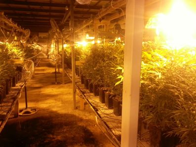 hidro marihuana shtilim kfar kasem