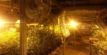 כפר קאסם: נתפסה כמות ענקית של שתילי מריחואנה
