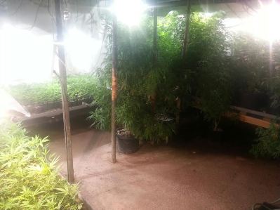 hidro marihuana shtilim kfar kasem3