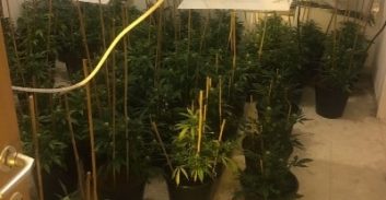 חשד: גידל 300 שתילי קנאביס בדירה בנהריה