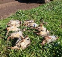 אישום: צדו חוגלות ללא רישיון