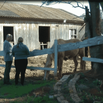 horses pardes hana 330 330