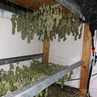 ibush samim petah tikva200