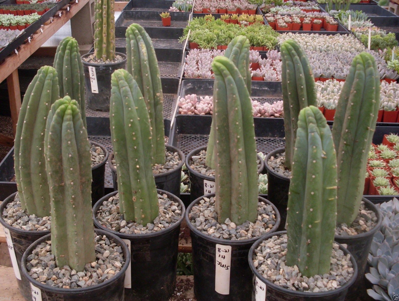 kaktus san pedro