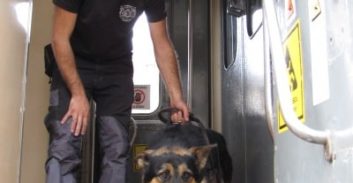 התוספת שתופסת: שבעה כלבים חדשים הצטרפו ליחידת הכלבנים ברשות המסים