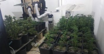 רעננה: 100 שתילי קנאביס בפשיטה על בית