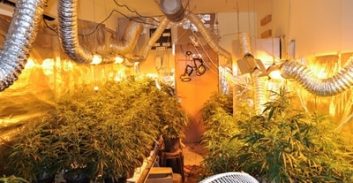 פרחים בעליית הגג