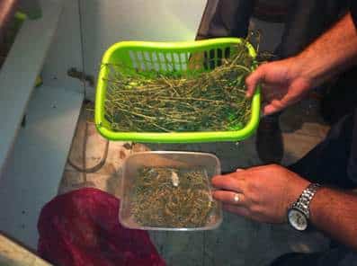 knavus moshav zohar1