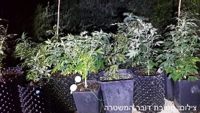 knavus shtilim mitzpe hila