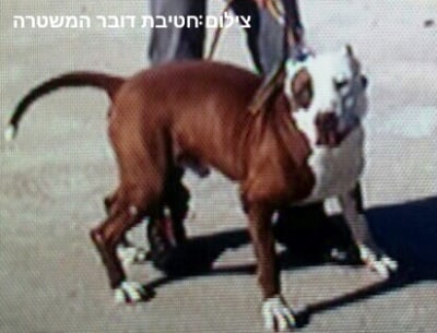 kravot klavim abu snan