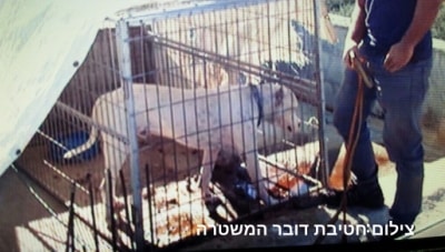 kravot klavim abu snan 2