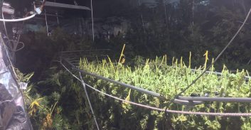 מאות שתילי קנאביס אותרו בדרום ת"א