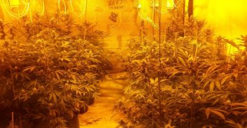 480 שתילי קנאביס במעבדת הידרו במחוז ש"י