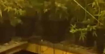 71 ק"ג מריחואנה בדירה בחיפה