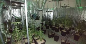 ההורים גידלו תינוקות ומריחואנה באותו בית